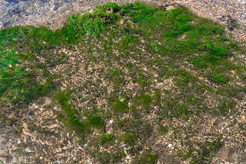 Green algae in clear water