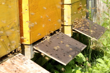 Bienen beim Anflug auf den Stock