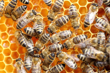 eine Honigwabe mit mehreren Bienen