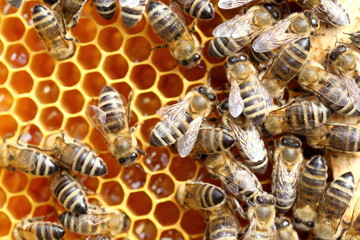Bienen füllen die Honigwaben