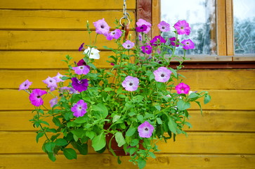 Multi-colored Petunia flowers in planters on the background of a wooden house