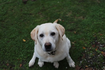 Chien labrador attente
