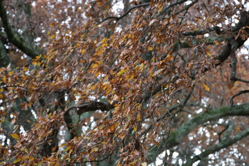 Automne feuille
