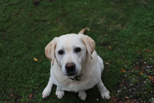 3 113 Best Chiot Labrador Images Stock Photos Vectors Adobe Stock