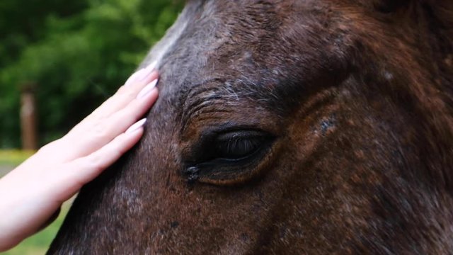 The horse's head is brown in close-up. The girl's hand stroking the animal's face. Big black eyes. Slow motion.