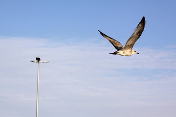 Obraz premium The concept of free flight. Seagull hovers in the sky .