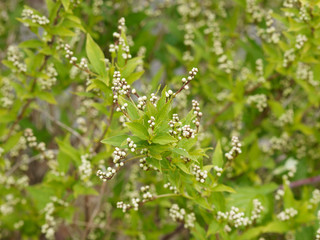 Deutzia gracilis - Rameaux retombant garnis de bourgeons blancs abondants ressemblant à des perles et feuillage vert foncé du deutzia grêle