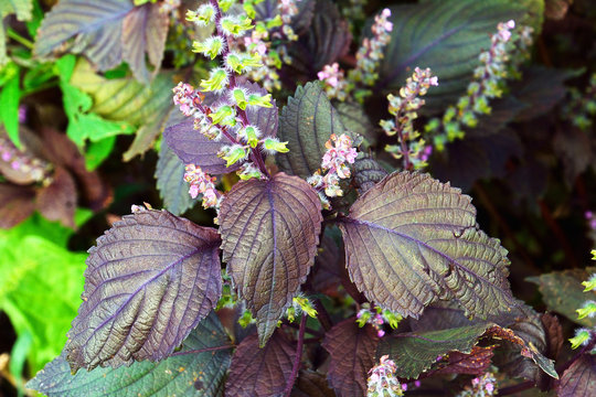 586 最適な しそ畑 画像 ストック写真 ベクター Adobe Stock