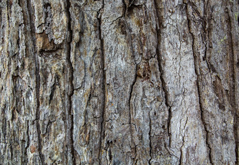 bark of a tree