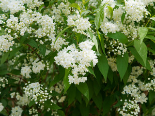 Floraison blanc pur du deutzia grêle (Deutzia gracilis)