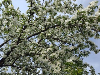 Цветение яблони