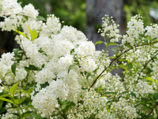  Weißen Blüten von Zierliche Deutzie (Deutzia gracilis) oder Maiblumenstrauch, ein kleiner Zierstrauch mit schöne und dekorative Frühlingsblüte