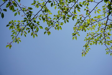 新緑と青空