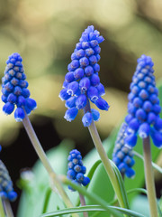 fiore muscari