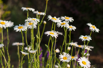 Fototapeta premium Spring outdoor, blooming dahlia in the sunset, backlit close-up, white petals, yellow buds of wild chrysanthemums