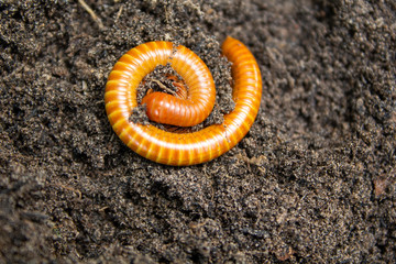 Millipedes on the ground