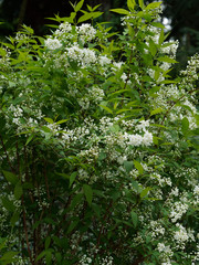 Slender-deutzia (Deutzia gracilis), beautiful decorative shrub with masses of fragrant white flowers