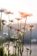 Spring outdoor, blooming dahlia in the sunset, backlit close-up, white petals, yellow buds of wild chrysanthemums