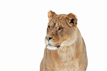 lion with a predatory look