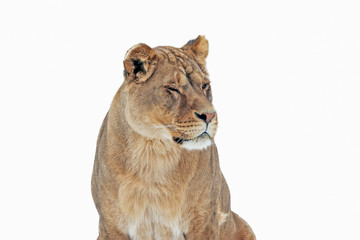 lion with a predatory look