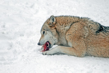 adult big wolf lying on the snow and eating a piece of meat