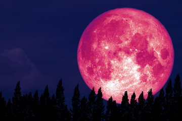 Full Rose Moon back on silhouette pine on night sky © darkfoxelixir