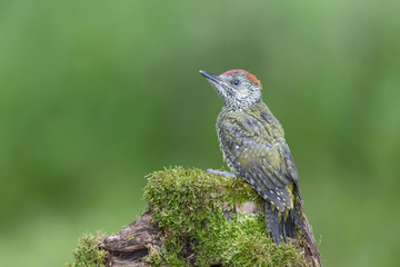Wonderful portrait of Picus virdis juv. female (European green woodpecker)