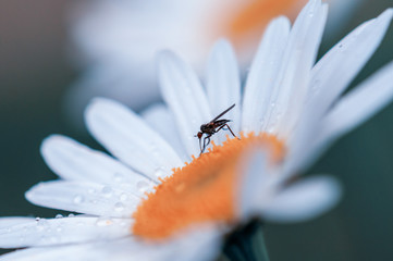 large white blurred Leucanthemum maximum blossoms in the spring with mosquito and raindrops