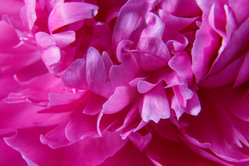 Texture of the bud of a beautiful pink peony flower close-up.