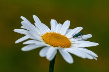 Fototapeta premium large blurred white Leucanthemum maximum blossom . in the spring with bug