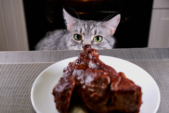 Cat sniffs a big piece meat. Pet looks at table with plate. Gray cat smells human food. Roast beef on kitchen table. Kitty looks from the bottom. Dangerous food for animals