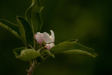  Apple tree