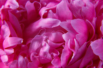 Texture of the bud of a beautiful pink peony flower close-up.