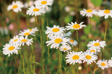 Fototapeta premium Spring outdoor, blooming dahlia in the sunset, backlit close-up, white petals, yellow buds of wild chrysanthemums