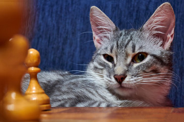 Grey cat playing chess. White and black chess pieces on the Board near the pet. Cat looks at the chessboard.