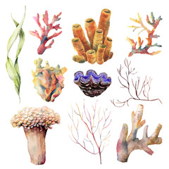 Watercolor set with coral reef plants and animals. Hand painted underwater branches and shell isolated on white background. Tropical sea life illustration. For design, print or background. © yuliya_derbisheva
