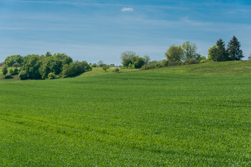 Green field with agriculture meadow and blue sky. Panoramic view to grass on the hill on sunny spring day