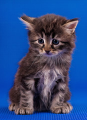 Little siberian kitten