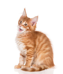 Fototapeta premium Kociak Maine Coon