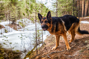Dog German Shepherd in the forest in an early spring