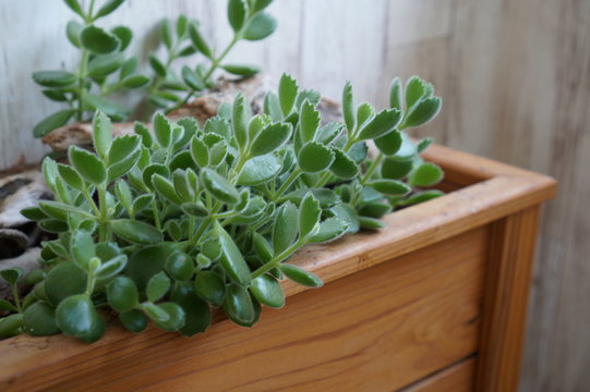 多肉植物