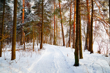 Snow covered trees in a winter forest. Red trunks of pine trees