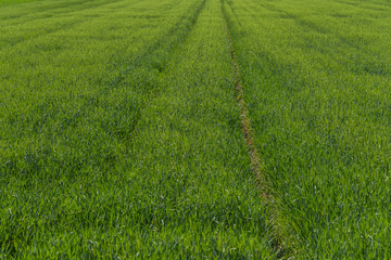 Green field with agriculture meadow and blue sky. Panoramic view to grass on the hill on sunny spring day