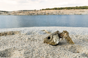 Dead fish on the sand because of the drought. Fishbone on the sand