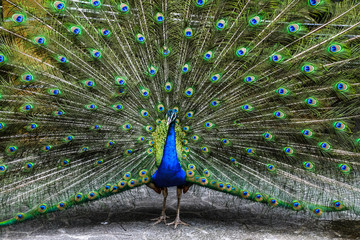 Obraz premium Peacock with feathers out