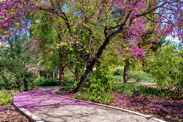 flowering trees in botanical garden in Valencia, Spain