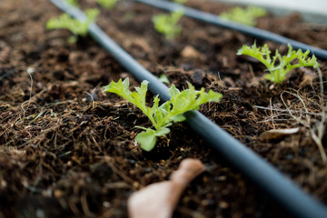 fresh organic vegetable, green leaf 