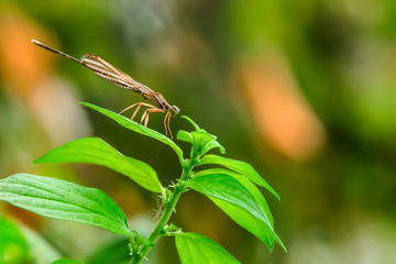 Dragonflies never fly perched on a leaf.