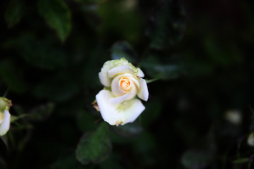White rose on the branch in the garden