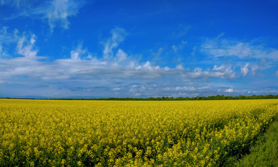 Obraz premium Rapeseed bloom in Ukraine